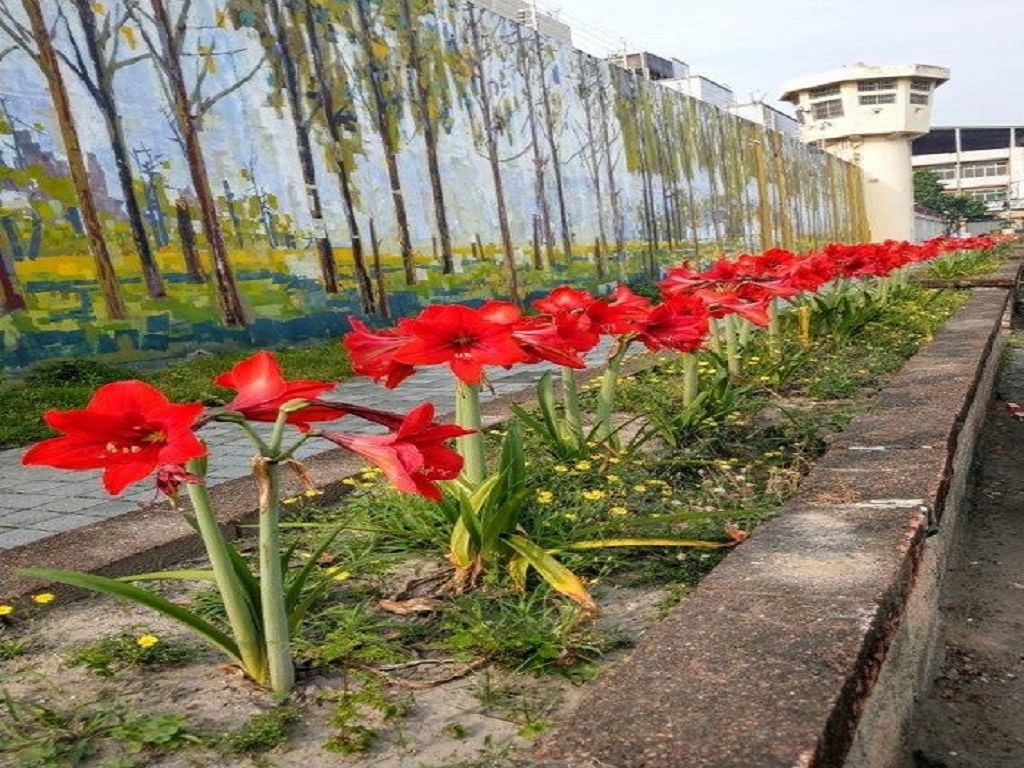 Amaryllis in full bloom! Nantou Detention Center adopts plants to attract public appreciation.